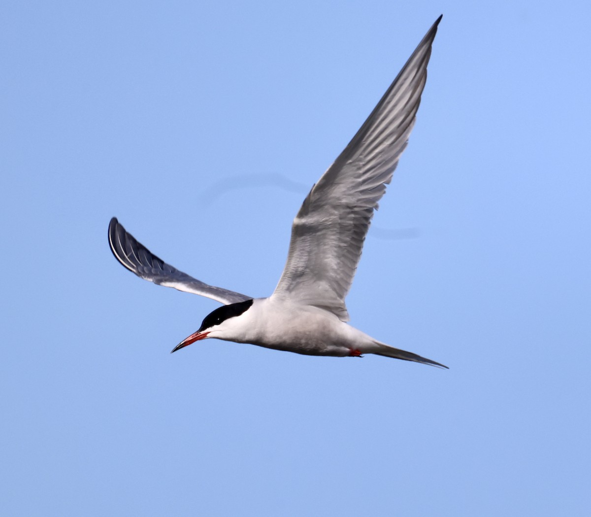 Common Tern - ML455424741