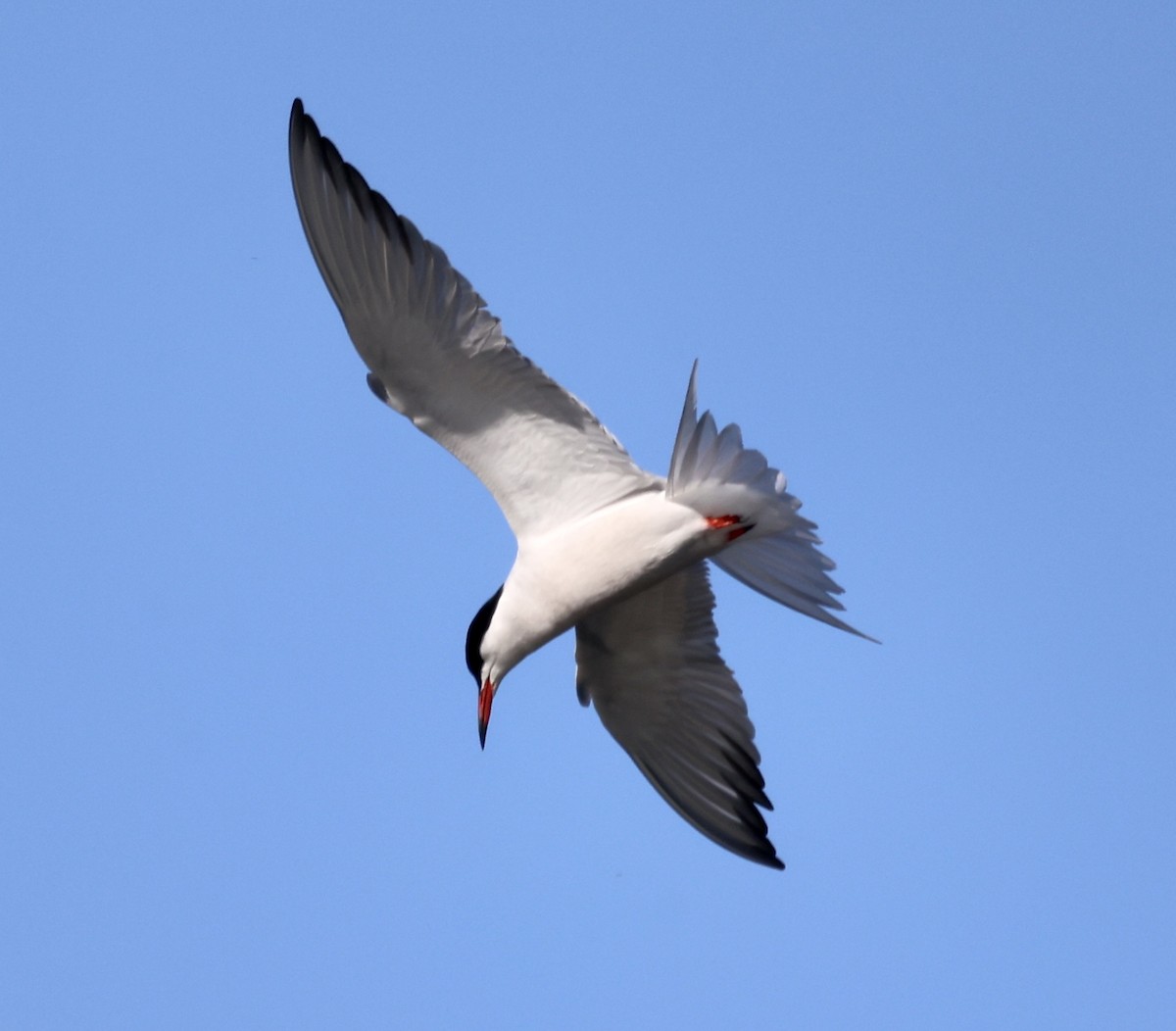 Common Tern - ML455425351