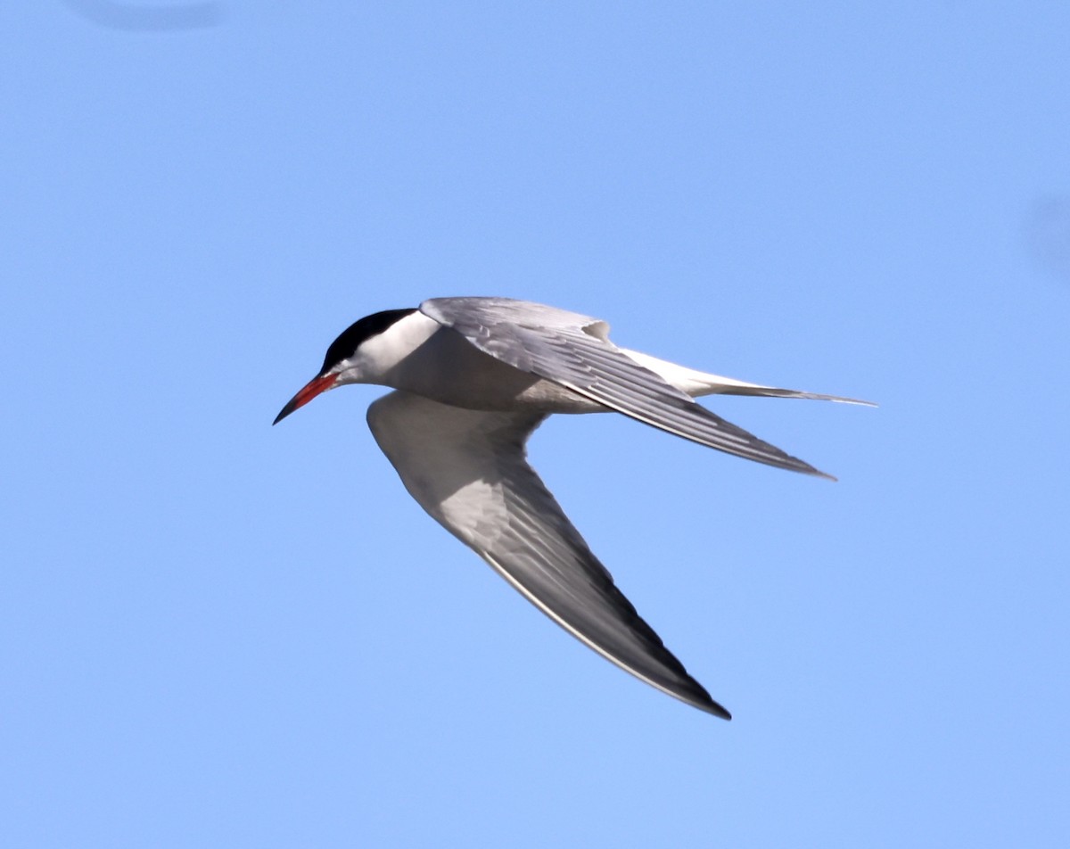 Common Tern - ML455425381