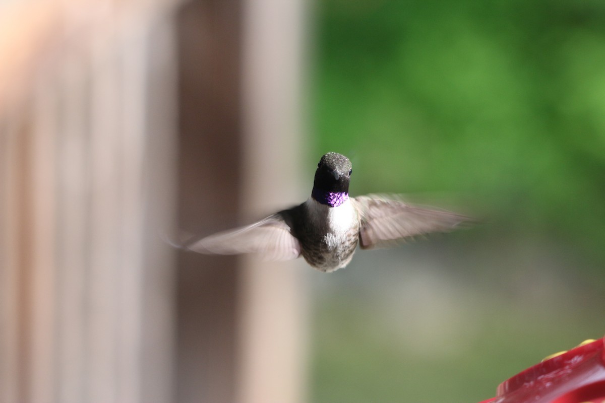 Black-chinned Hummingbird - ML455426761