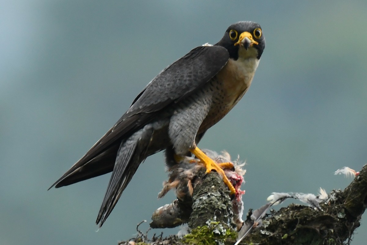 Peregrine Falcon (Shaheen) - Dhyey Shah