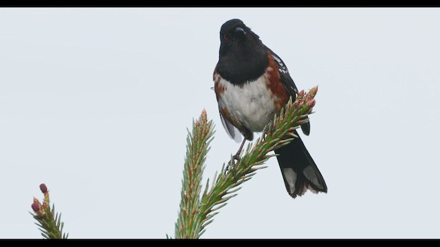 Spotted Towhee - ML455437841