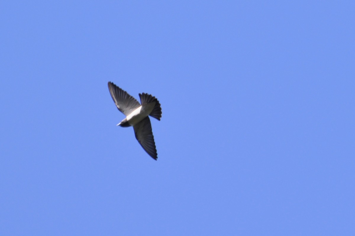 White-breasted Woodswallow - ML455438901