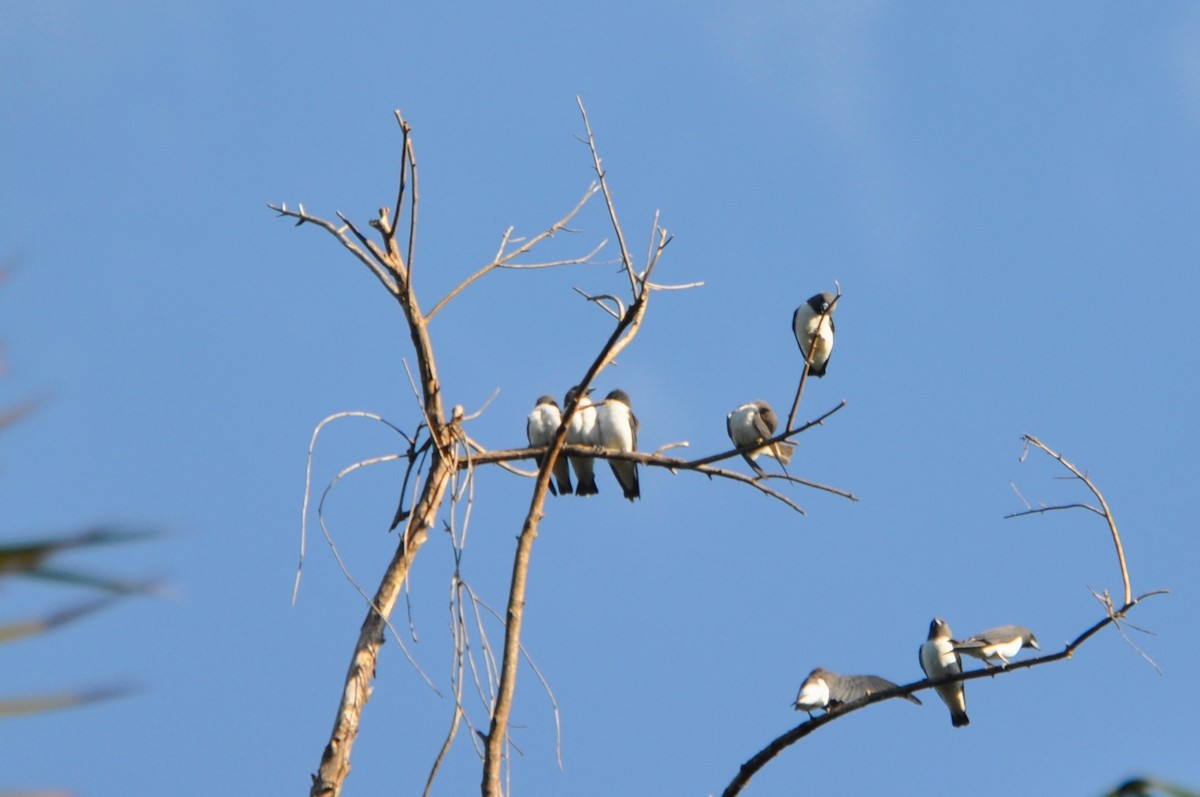 White-breasted Woodswallow - ML455439061