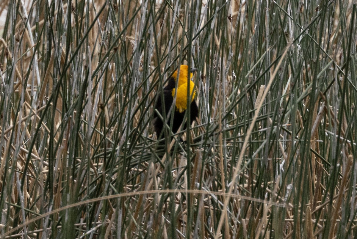 Yellow-headed Blackbird - John Reynolds