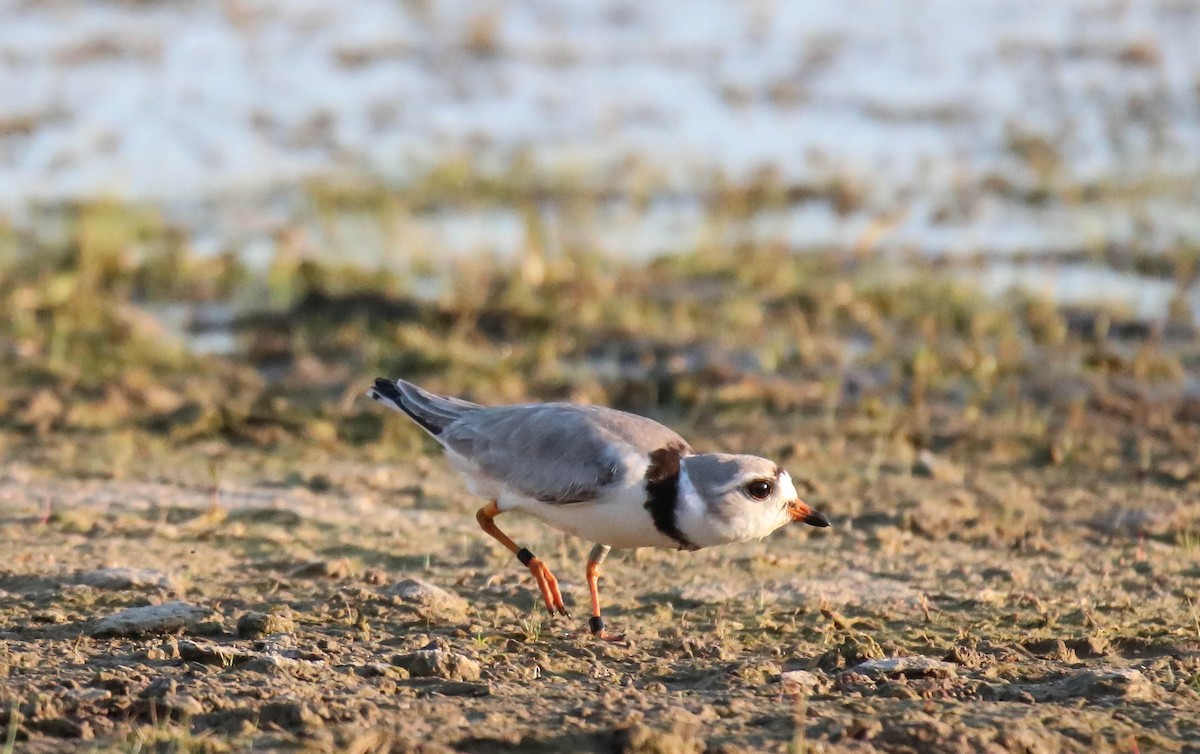 Piping Plover - Walter Parker