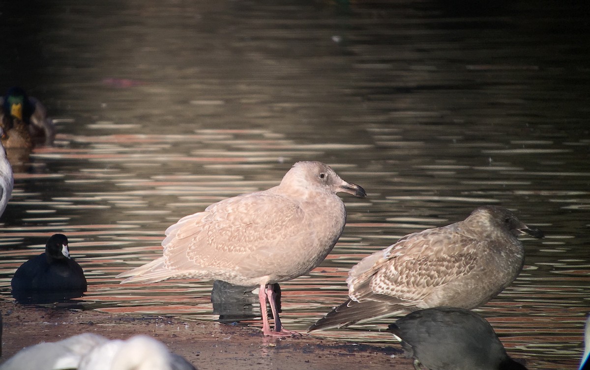 Glaucous x Glaucous-winged Gull (hybrid) - Peyton Cook