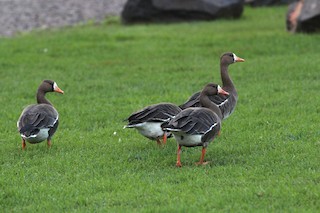 Greater White-fronted Goose, ML45544551