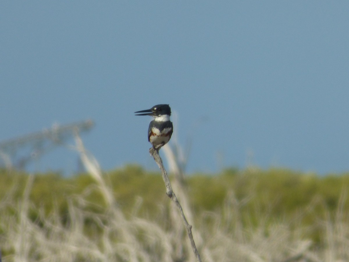 Belted Kingfisher - ML45544591