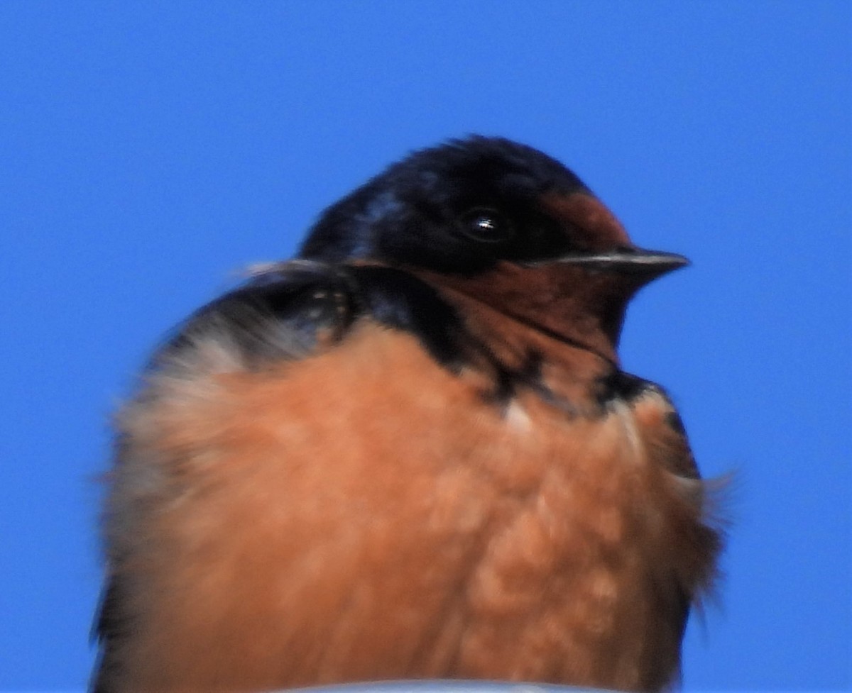 Barn Swallow - ML455453641