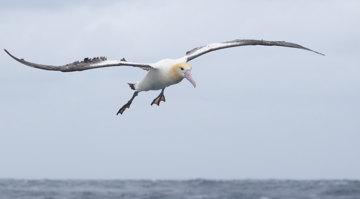 Short-tailed Albatross - Po-Wei Chi