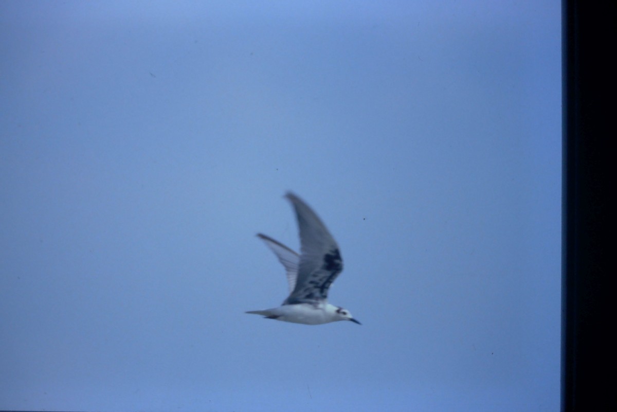 White-winged Tern - ML455463081