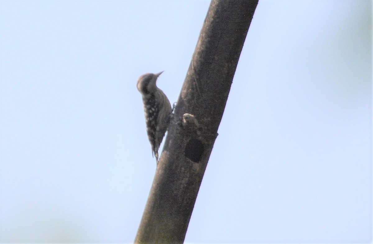 Brown-capped Pygmy Woodpecker - Arun Varghese