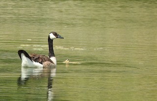 Canada Goose, ML45548511