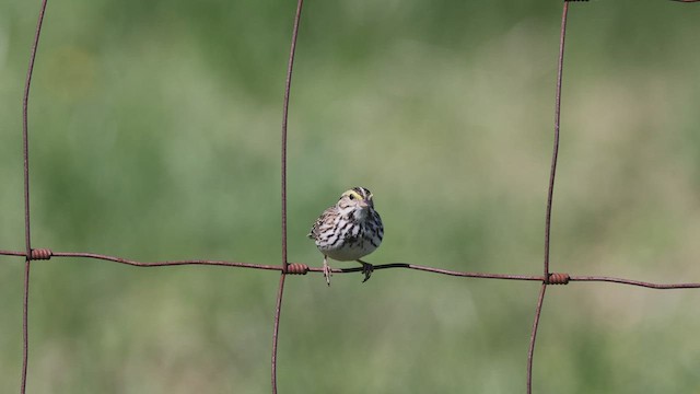 Savannah Sparrow - ML455485781