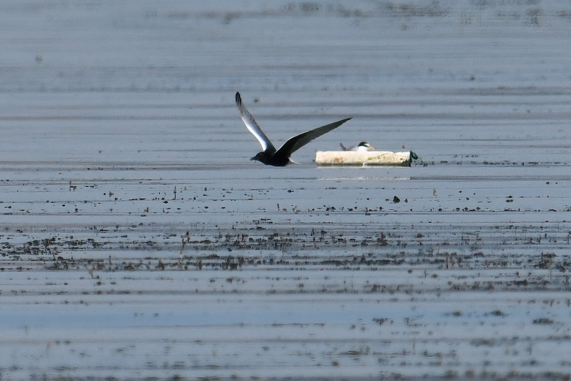 White-winged Tern - peng su