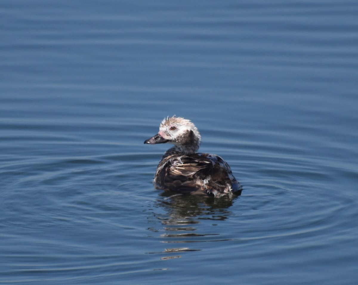Long-tailed Duck - ML455490261