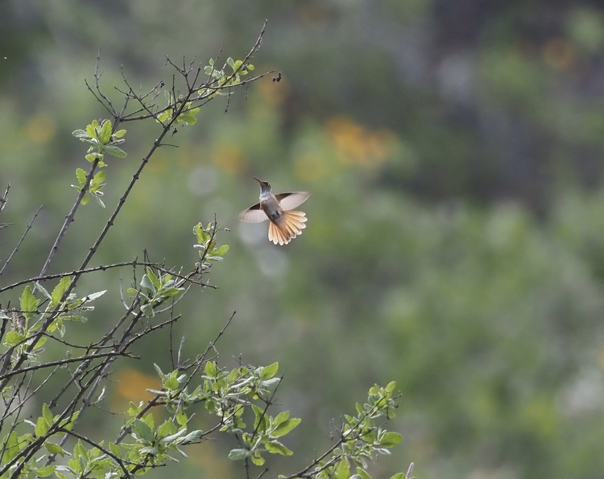 Amazilia Hummingbird - Craig Rasmussen