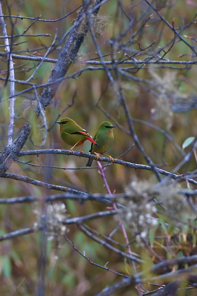 Fire-tailed Myzornis - ML455492011