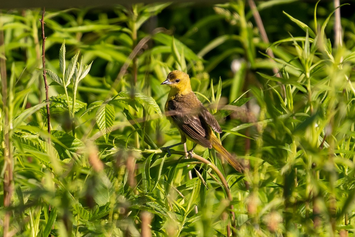Orchard Oriole - ML455492361