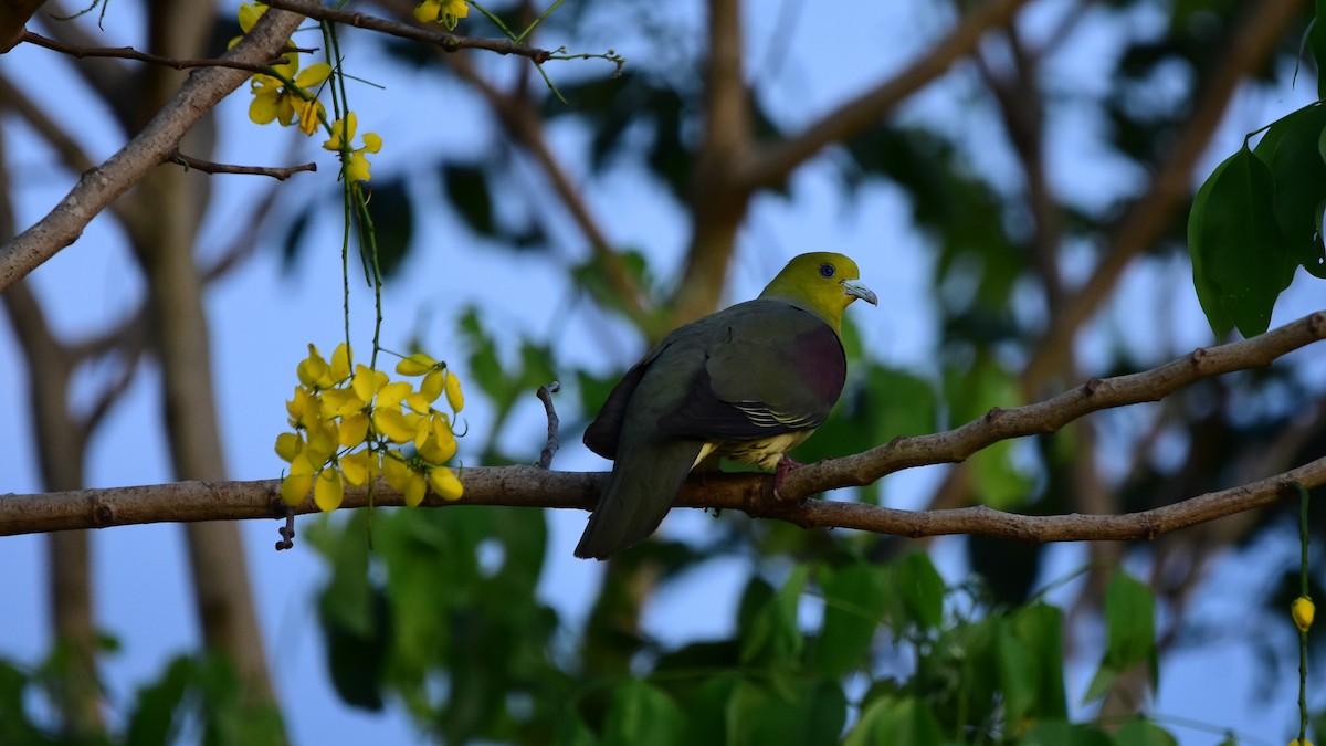 White-bellied Green-Pigeon - ML455492461