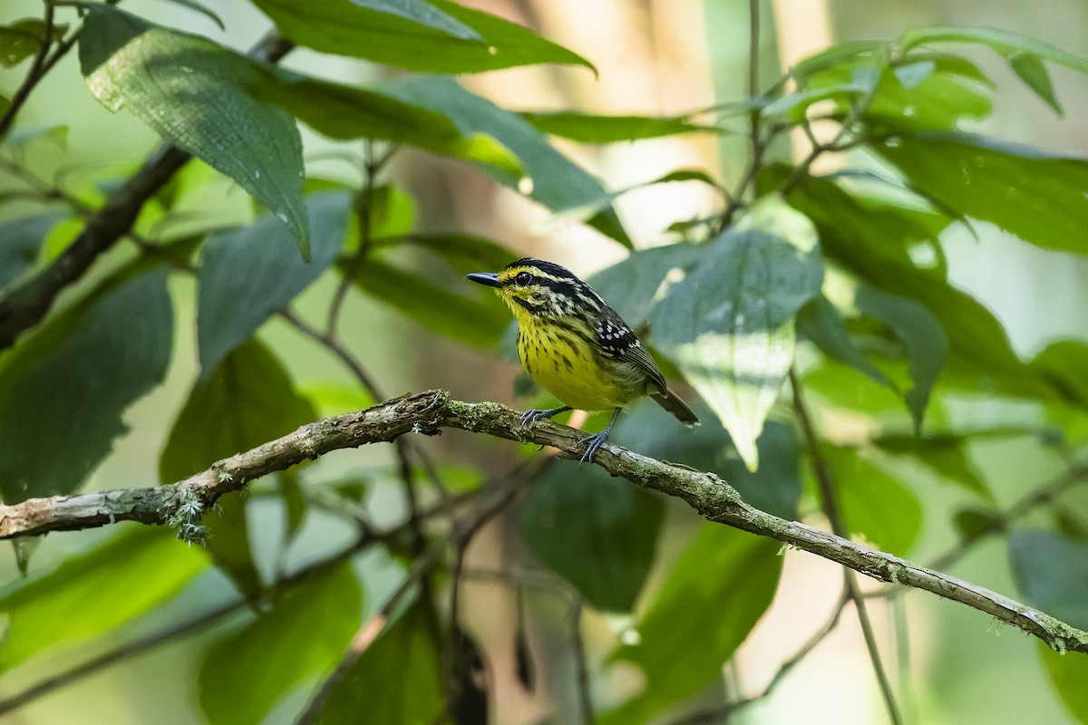 Yellow-browed Antbird - ML455492941
