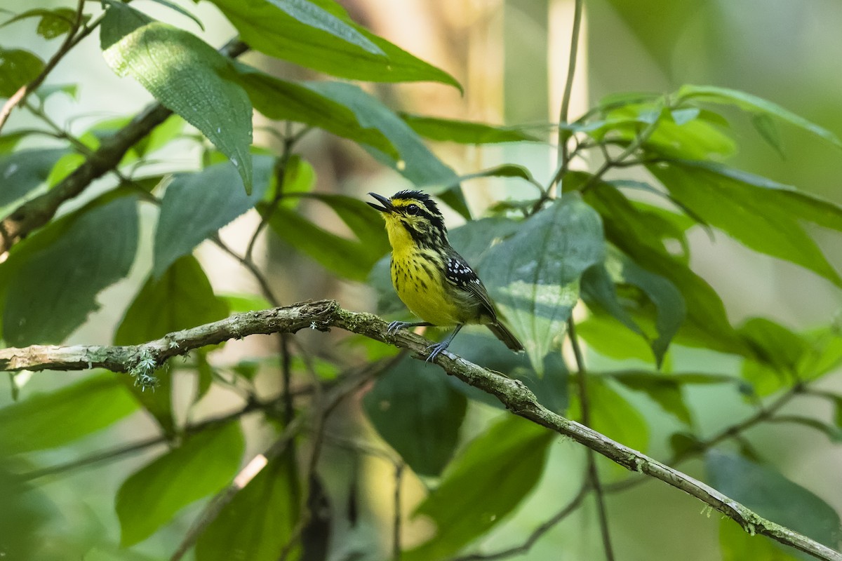 Yellow-browed Antbird - ML455492981