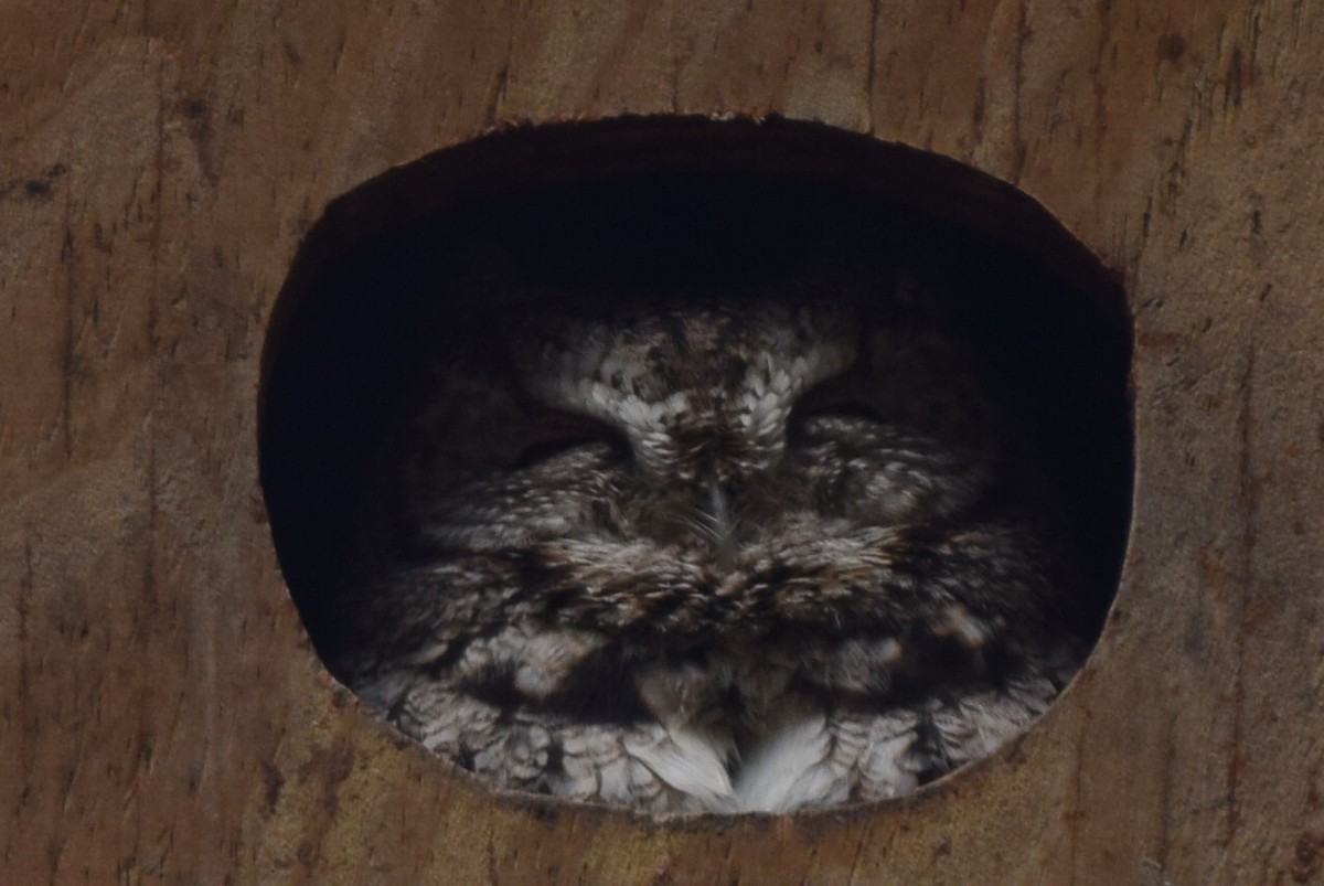 Eastern Screech-Owl - Austin Broadwater