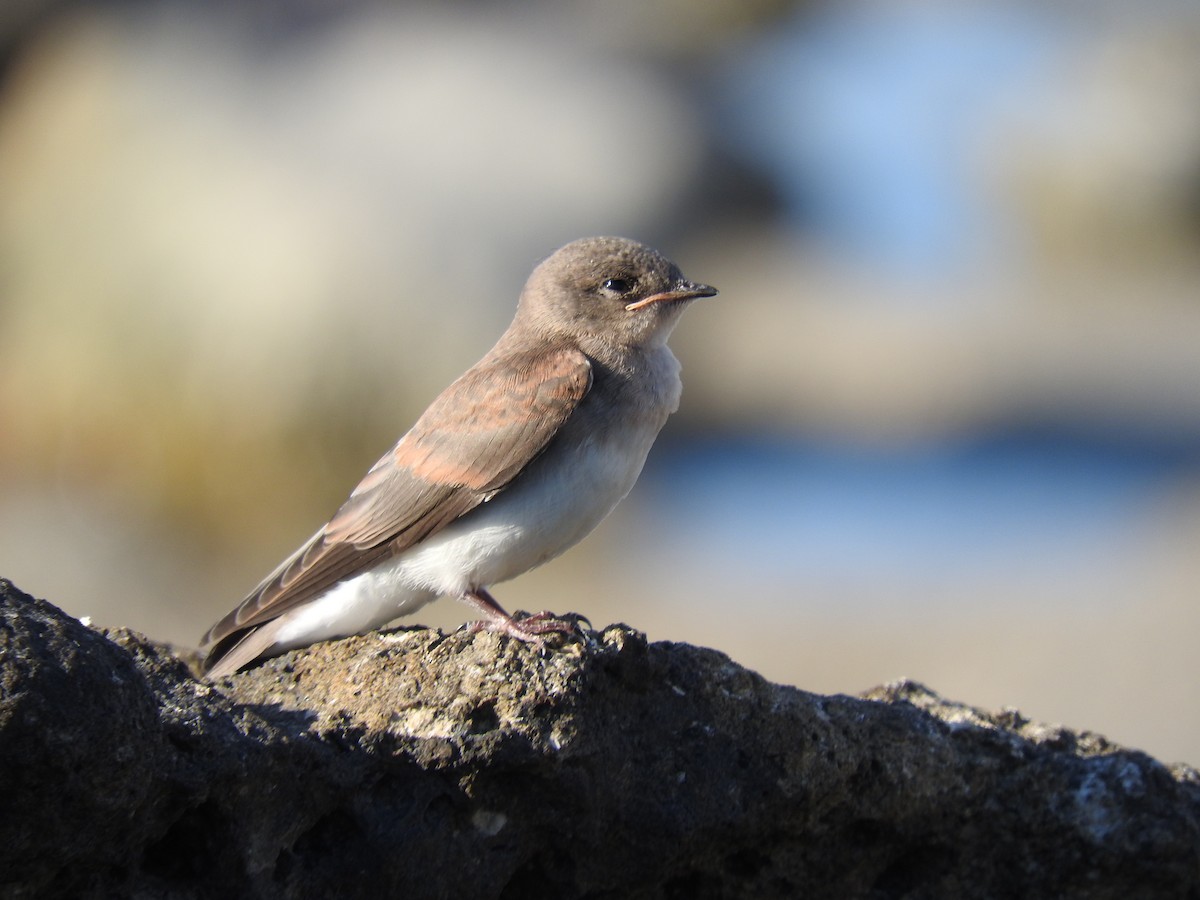 Northern Rough-winged Swallow - ML455495191
