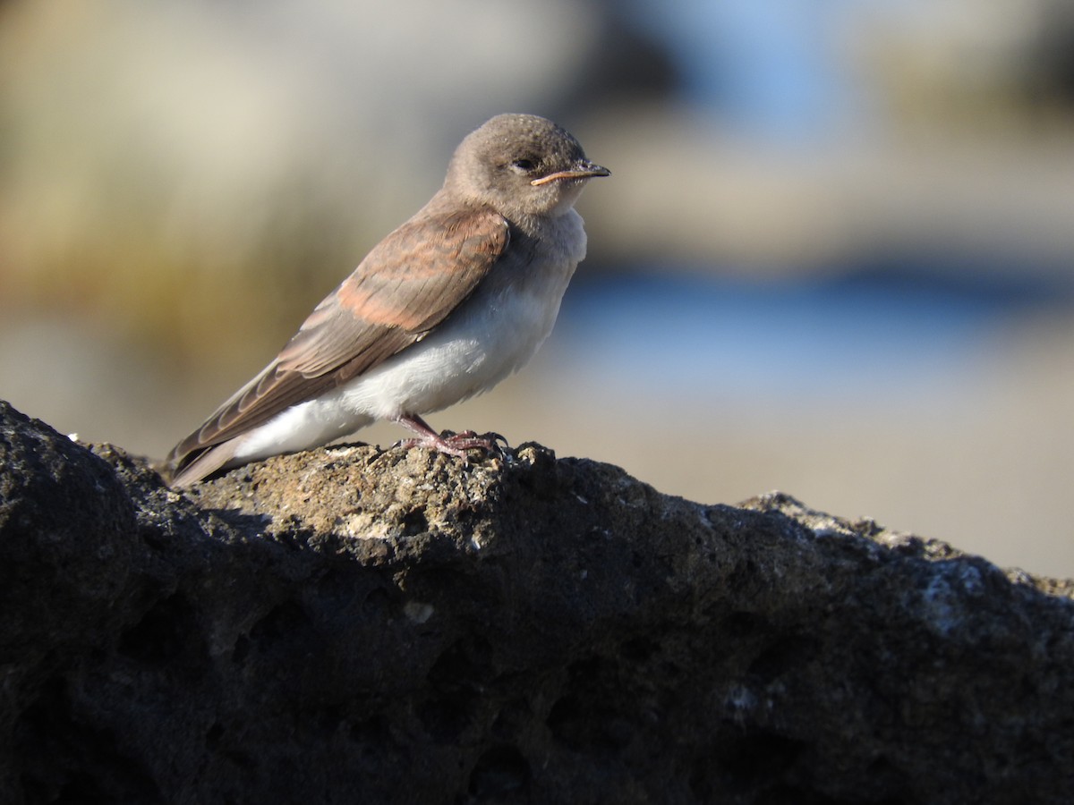 Northern Rough-winged Swallow - ML455495241