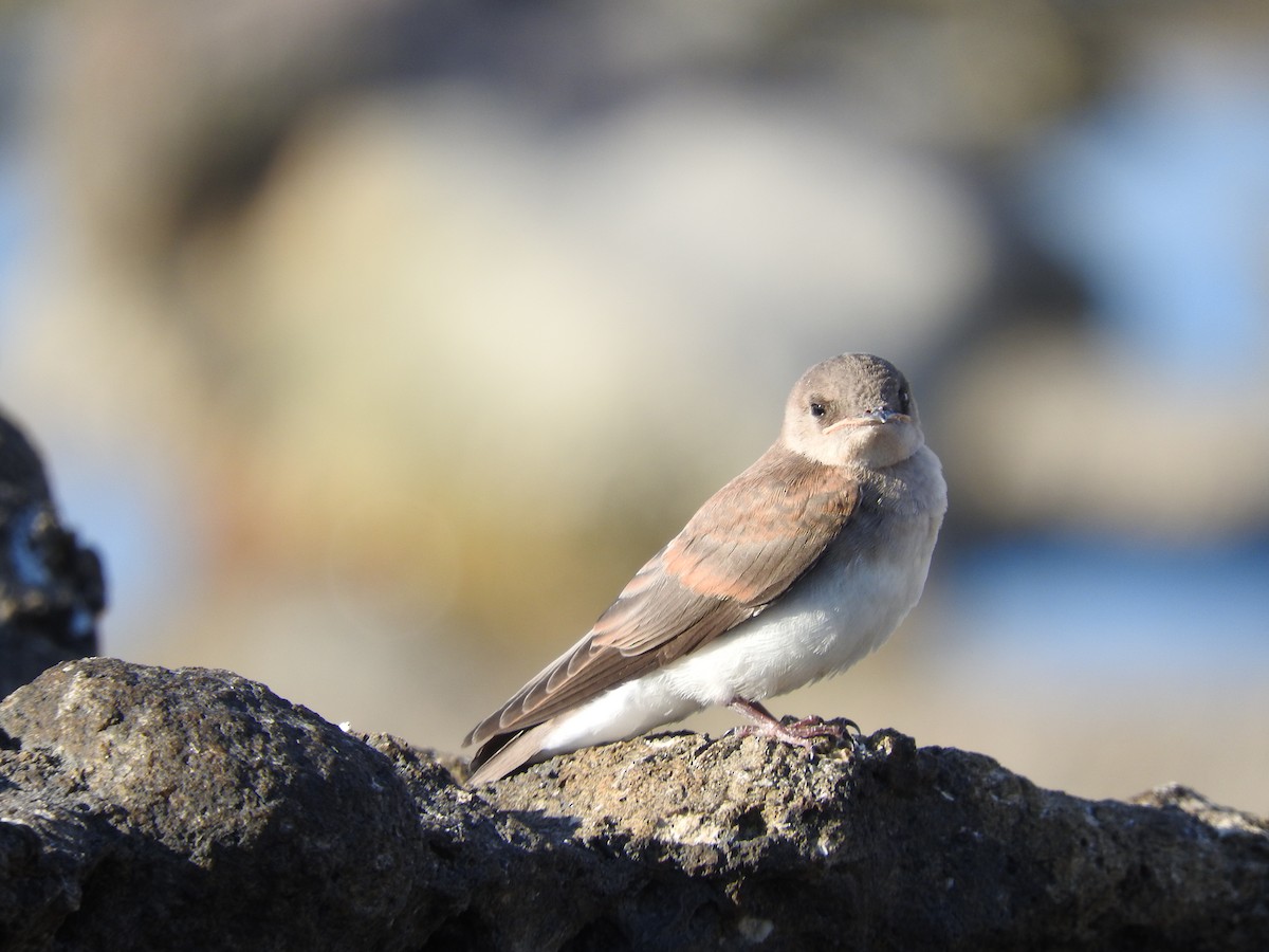 Northern Rough-winged Swallow - ML455495381