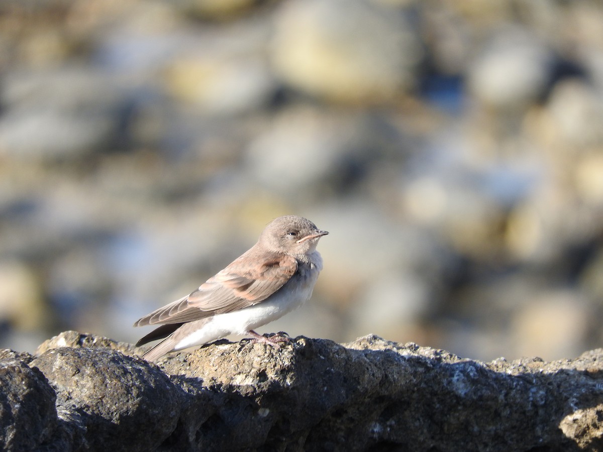 Northern Rough-winged Swallow - ML455495401