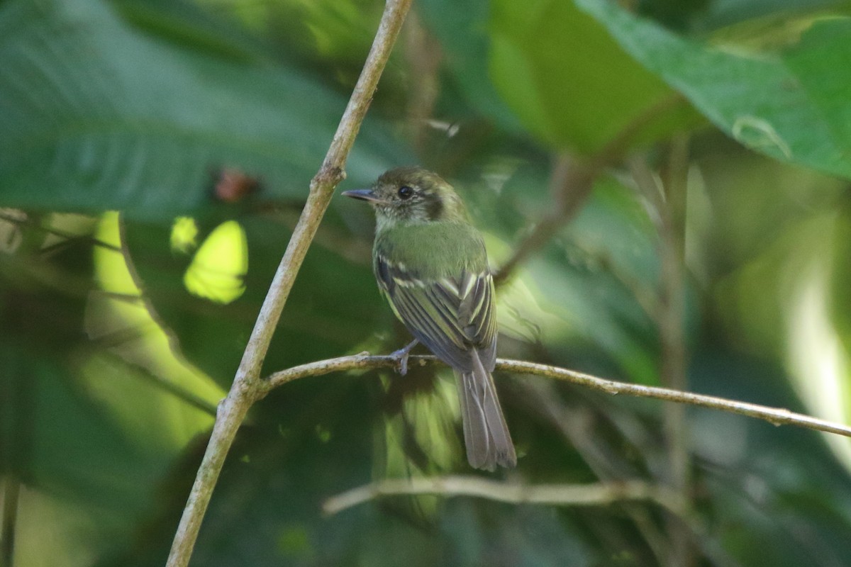 Sepia-capped Flycatcher - ML45549541