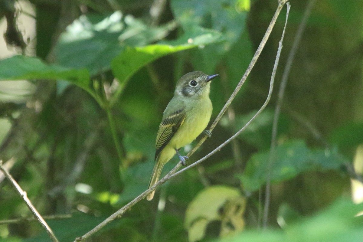 Sepia-capped Flycatcher - ML45549601