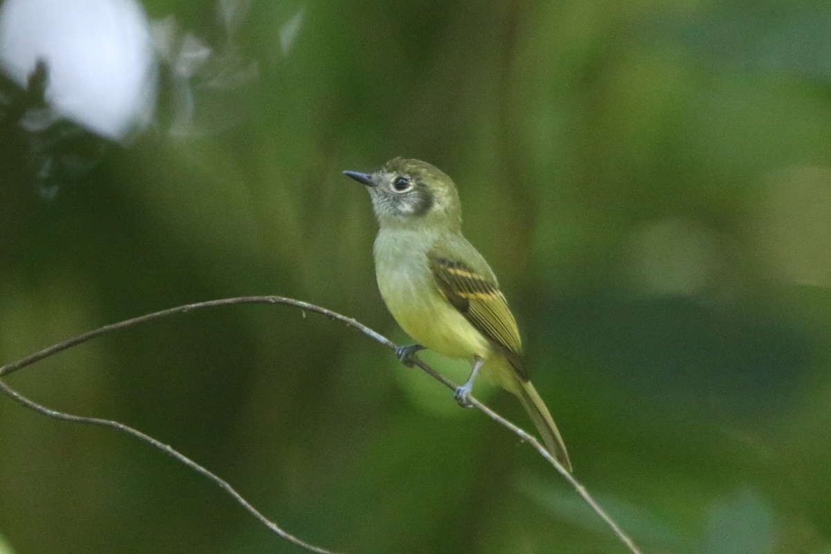 Sepia-capped Flycatcher - ML45549801