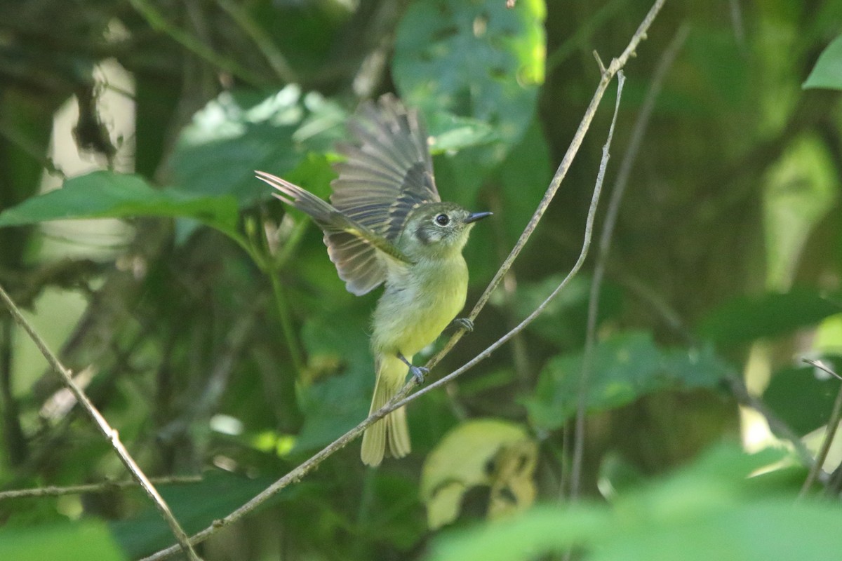 Sepia-capped Flycatcher - ML45550021