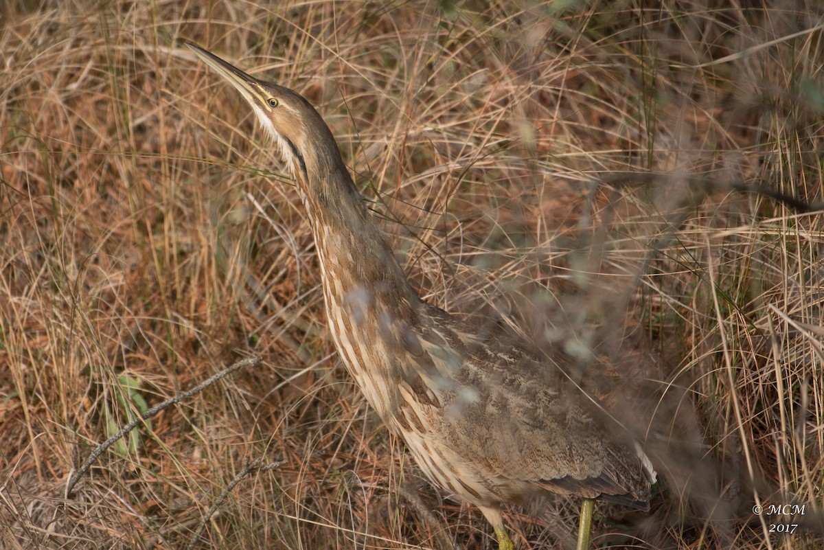 American Bittern - Mary Catherine Miguez