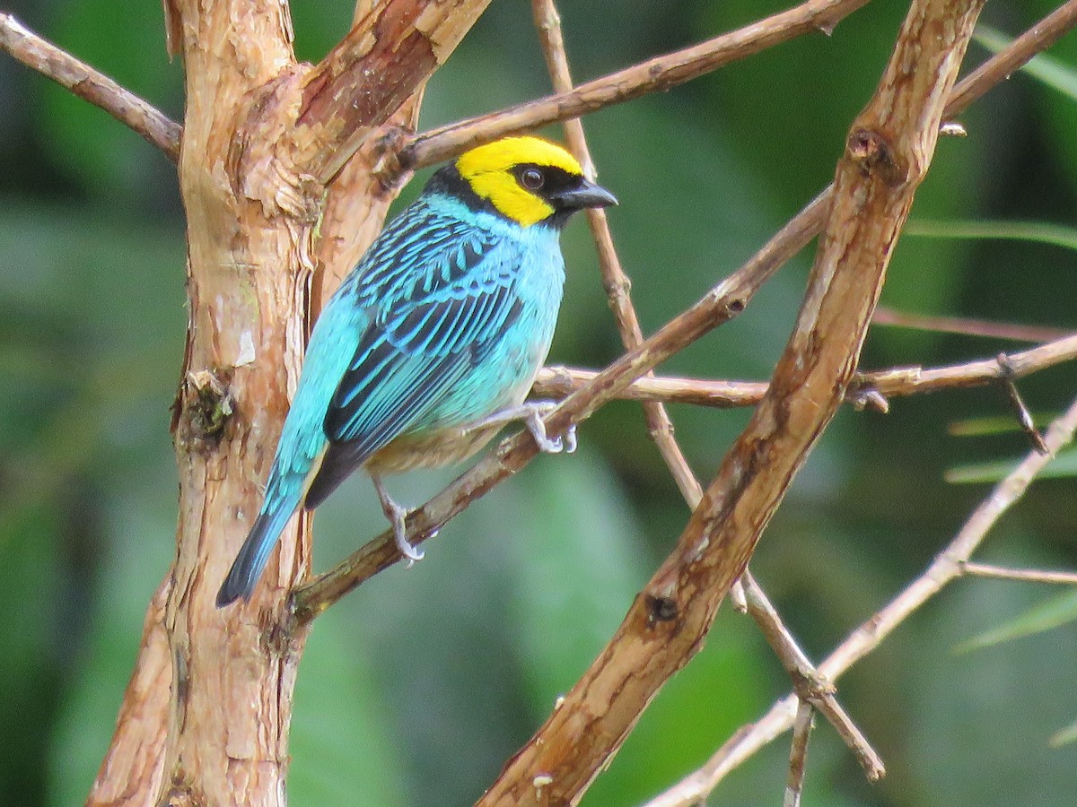 Saffron-crowned Tanager - ML45550451