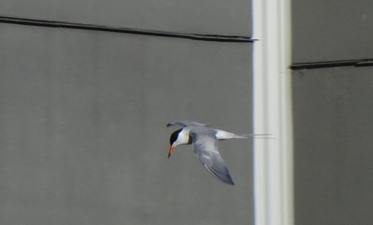 Forster's Tern - Paolo Matteucci