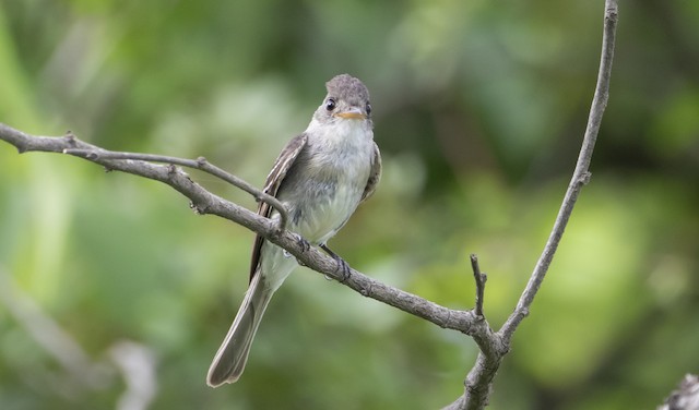 Tumbes Pewee - eBird