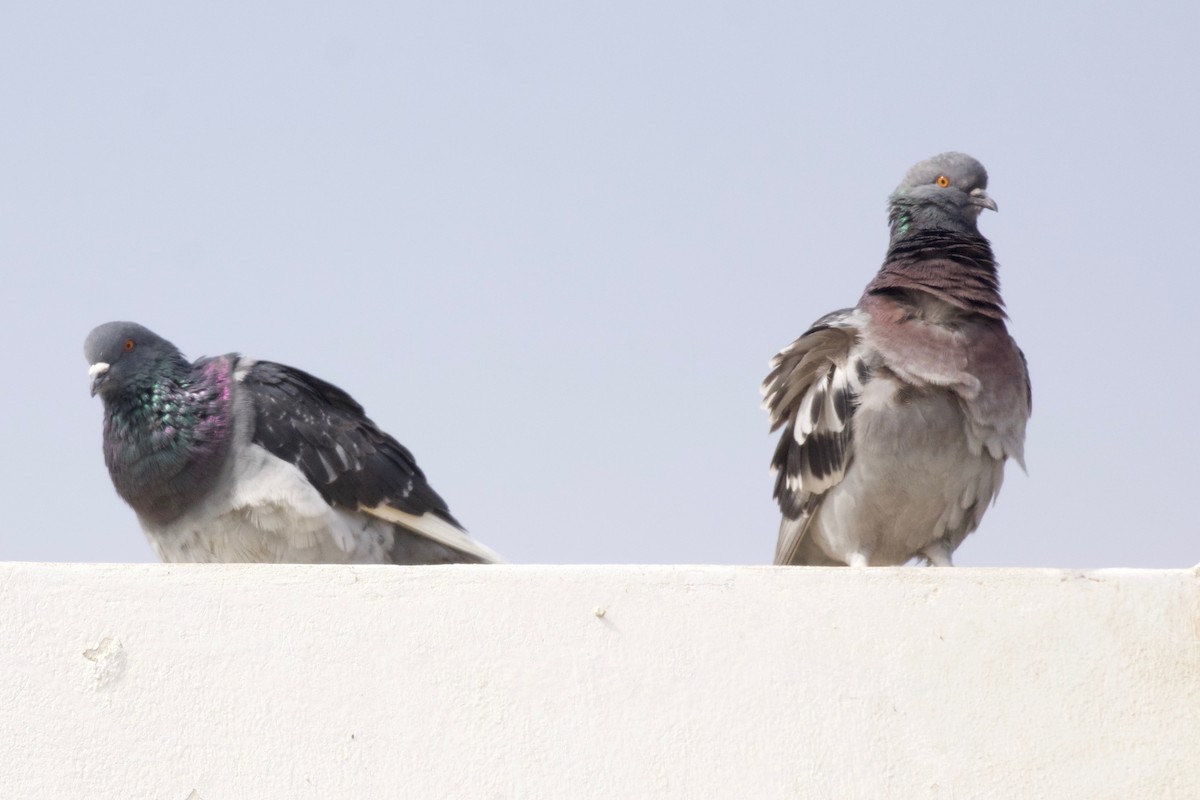 Rock Pigeon (Feral Pigeon) - Jan Cubilla