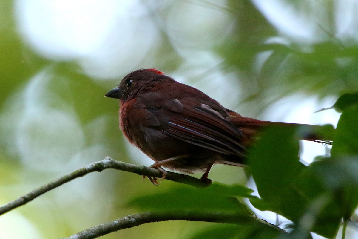 Red-crowned Ant-Tanager - ML45551731
