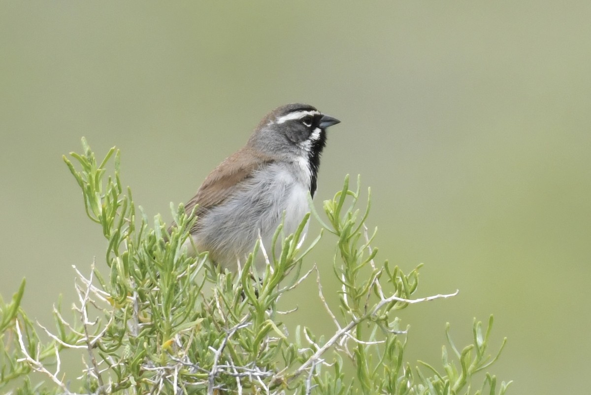 Black-throated Sparrow - ML455518131