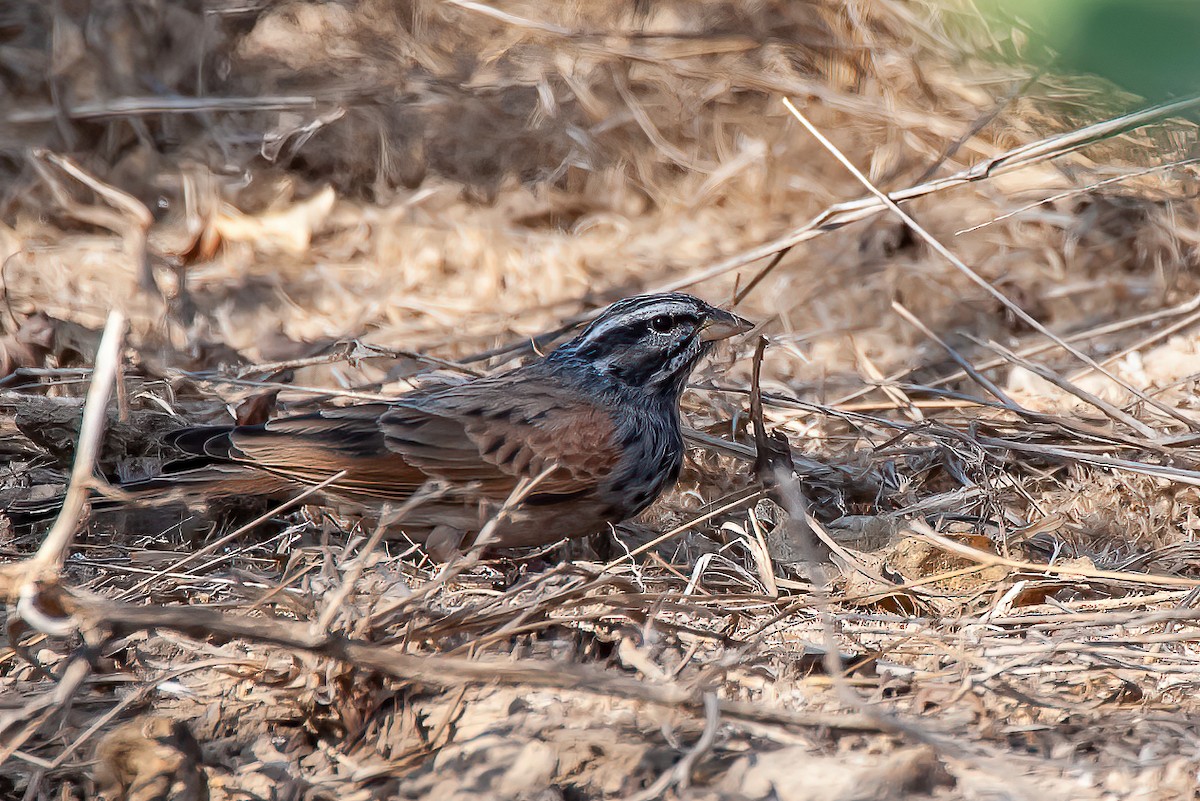 Striolated Bunting - ML455521411