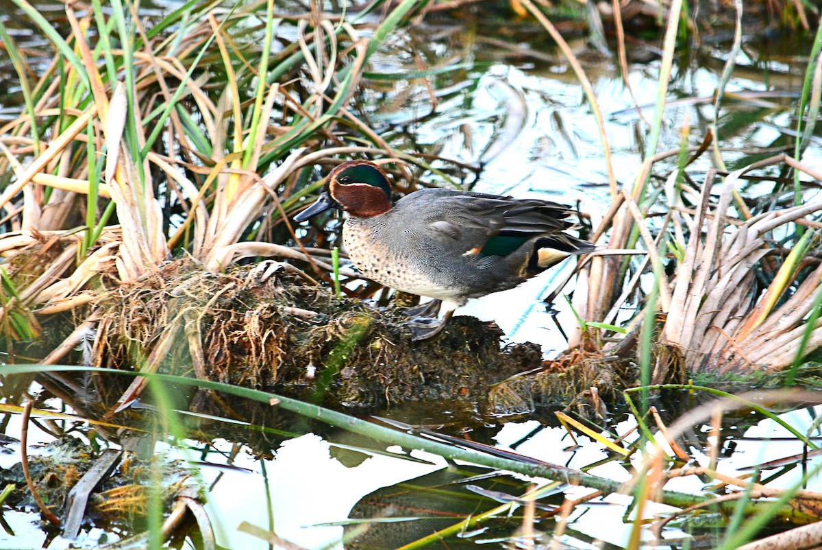 Green-winged Teal - ML455525941