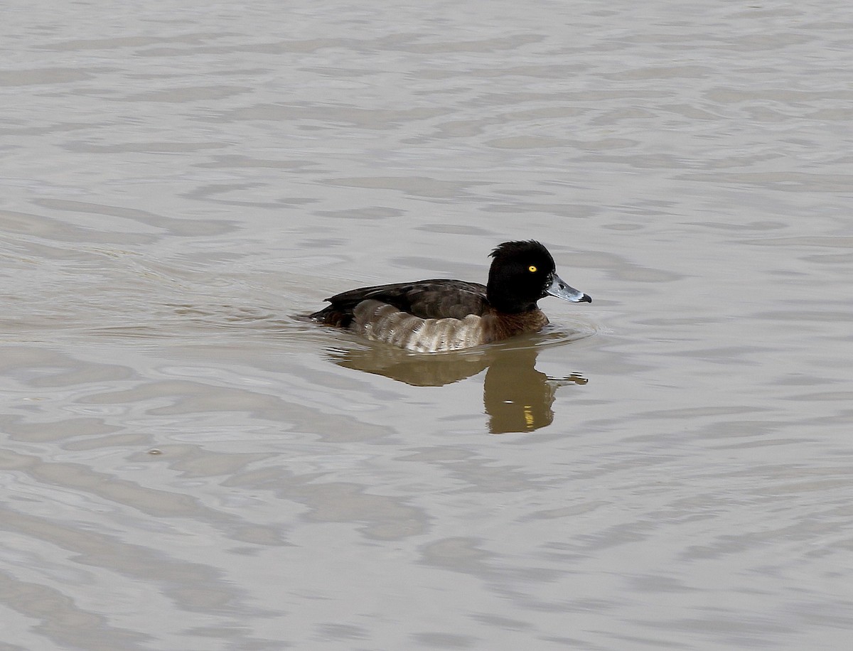 Tufted Duck - ML45552601