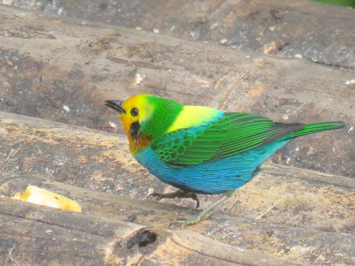 Multicolored Tanager - ML45552961