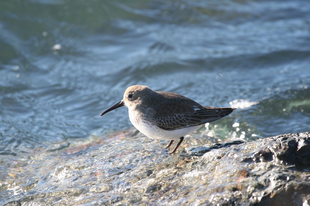Dunlin - Cole Wolf