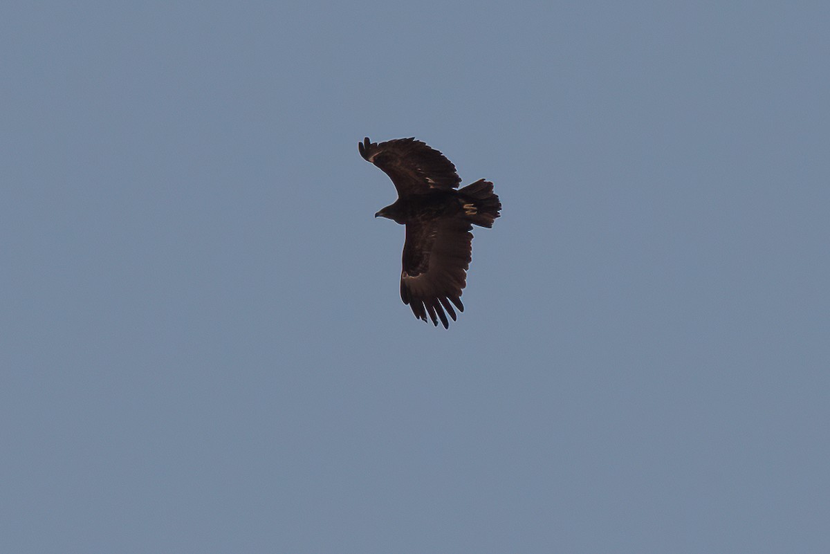 Greater Spotted Eagle - ML455530511