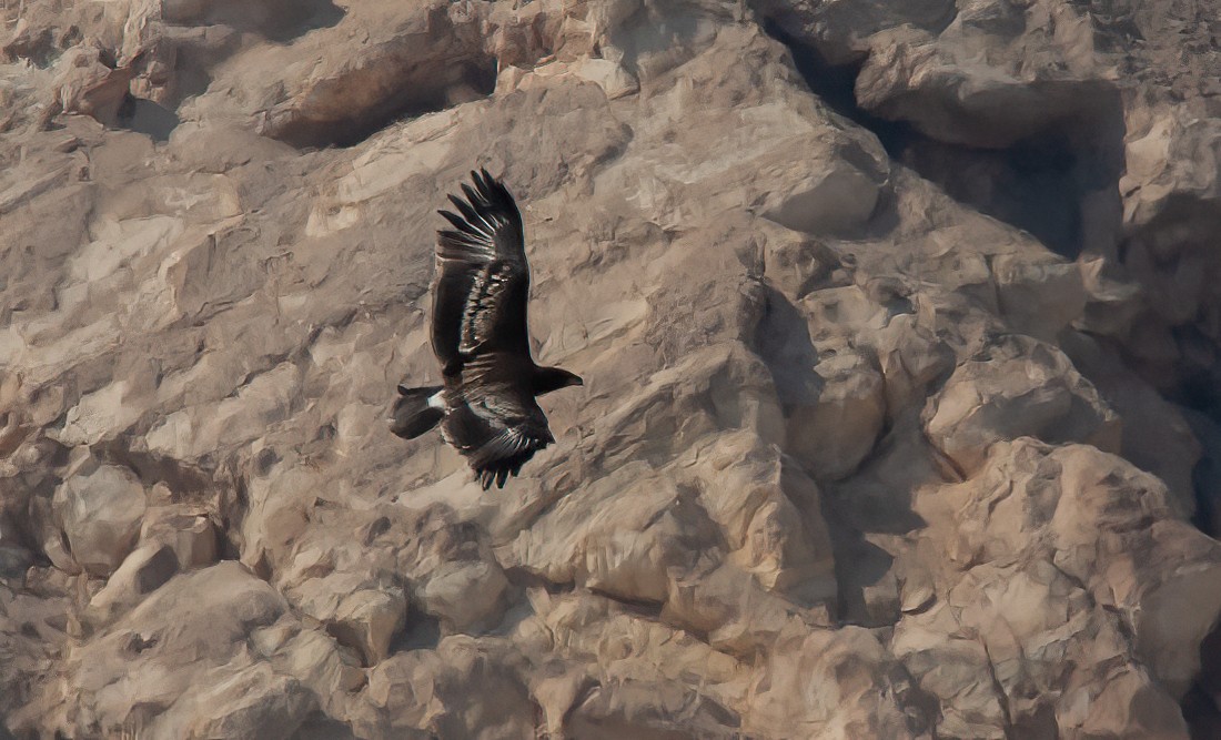 Greater Spotted Eagle - ML455530601